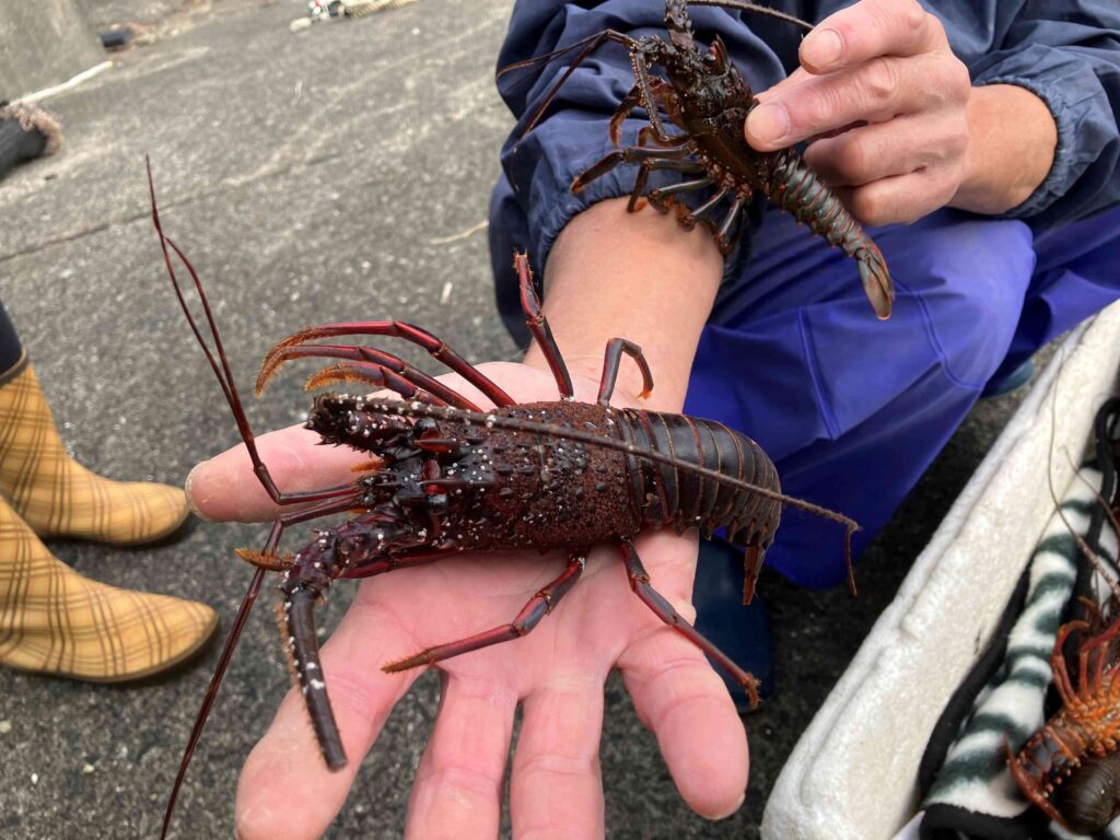 伊勢海老の稚魚放流！